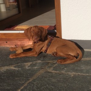 Vizsla3