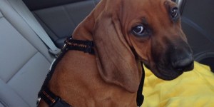 img-20161018-wa0001-kopie-kopie