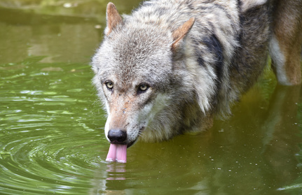 Wolf trinkt Wasser