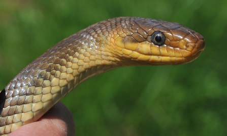 Groe skulapnatter in der Hand, Neckartal, Hessen, Deutschland