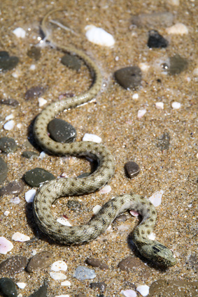 Wrfelnatter am Strand, Wasser, Natur, Europa, Bulgarien