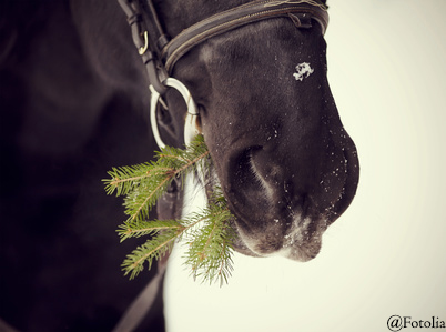 Muzzle of a horse with a fir-tree branch