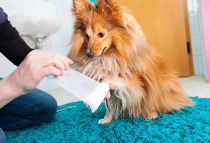 human bandage a shetland sheepdog in bathroom