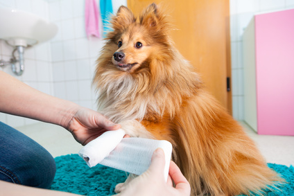 human bandage a shetland sheepdog in bathroom