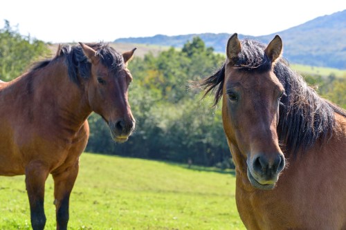a-pair-of-horses-3237716_1280