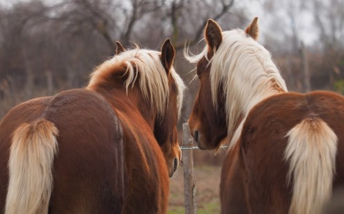 animals-3155076_1280