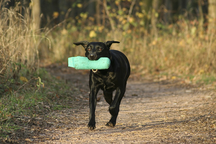 Jagdhund Dummytraining