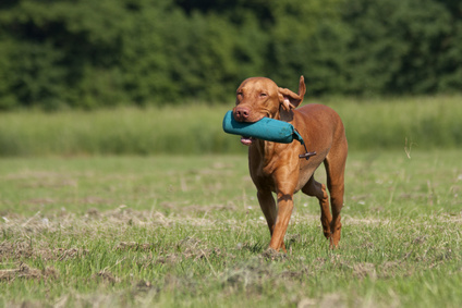 Magyar Vizsla