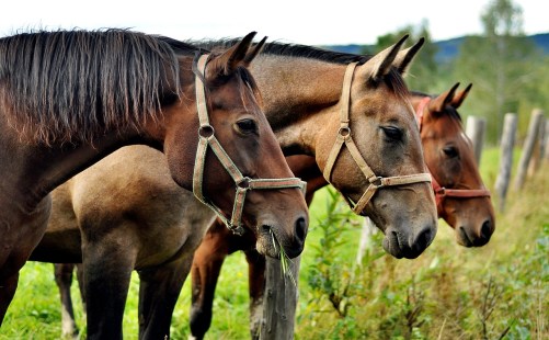 horses-2962718_1280