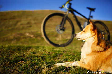sitting dog and mountain bicycle with field and blue sky background