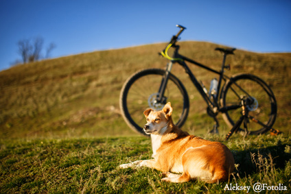 sitting red dog and mountain bicycle with greenfield background