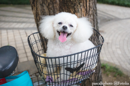 cute white poodle sitting on bike basket and smiling