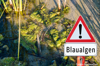 Achtung vor Blaualgen im See
