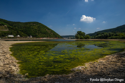Blaualgen im Rhein