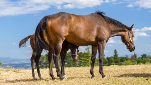 horse-pferd-weide-pferdeblog-hitzschlagbeimpferd