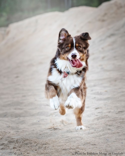 Unsplash-Rückruftraining-Hundetraining-Hund-AustralianShepherd