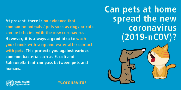 coronavirus-hund-katze-haustiere-corona-übertragung-krankheit-3